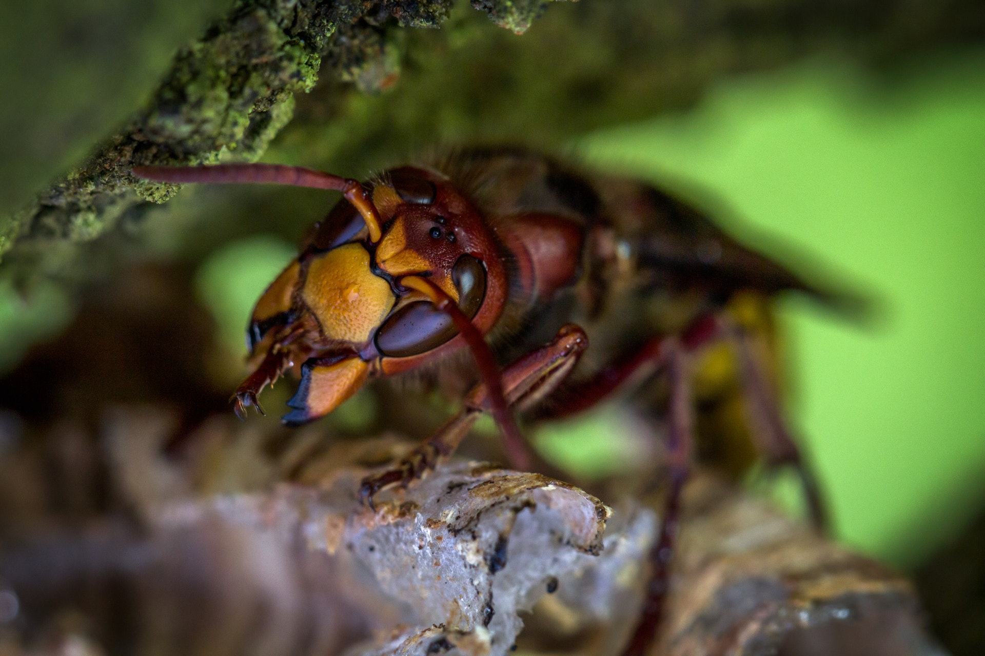 Hornet Nest Removal