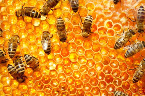 Bees Nest Removal